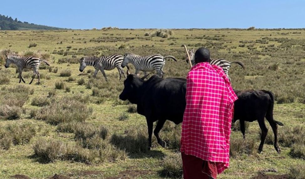 Vieh der Maasai lebt in Koexistenz mit Wildtieren. © MISA