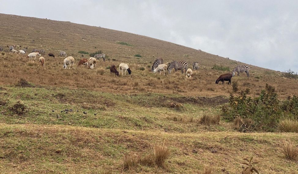 Vieh der Maasai lebt in Koexistenz mit Wildtieren. © MISA