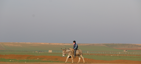 Esel in Kurdistan