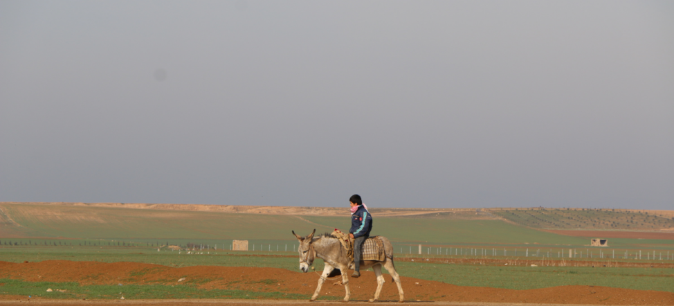 Esel in Kurdistan