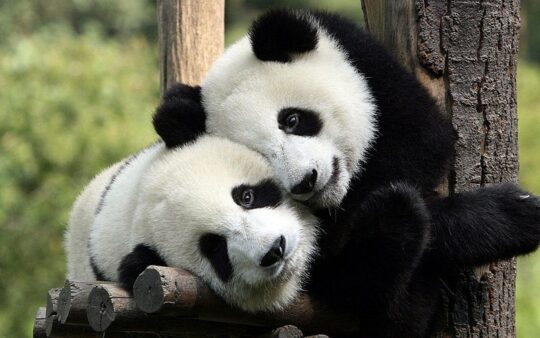 Chinas Staatspräsident übergibt Panda-Bären in Berlin (5.7.)