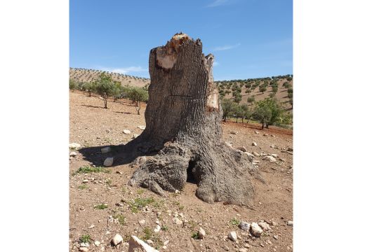 Die Eiche von Afrin. Foto: Kamal Sido/GfbV